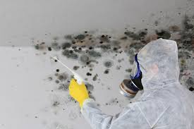 Mold Remediation for Rental Properties in Stony Brook, NY